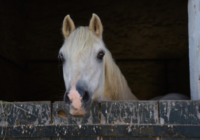 Polaris Jester, l'étalon de l'élevage de poneys Welsh du Logis 
